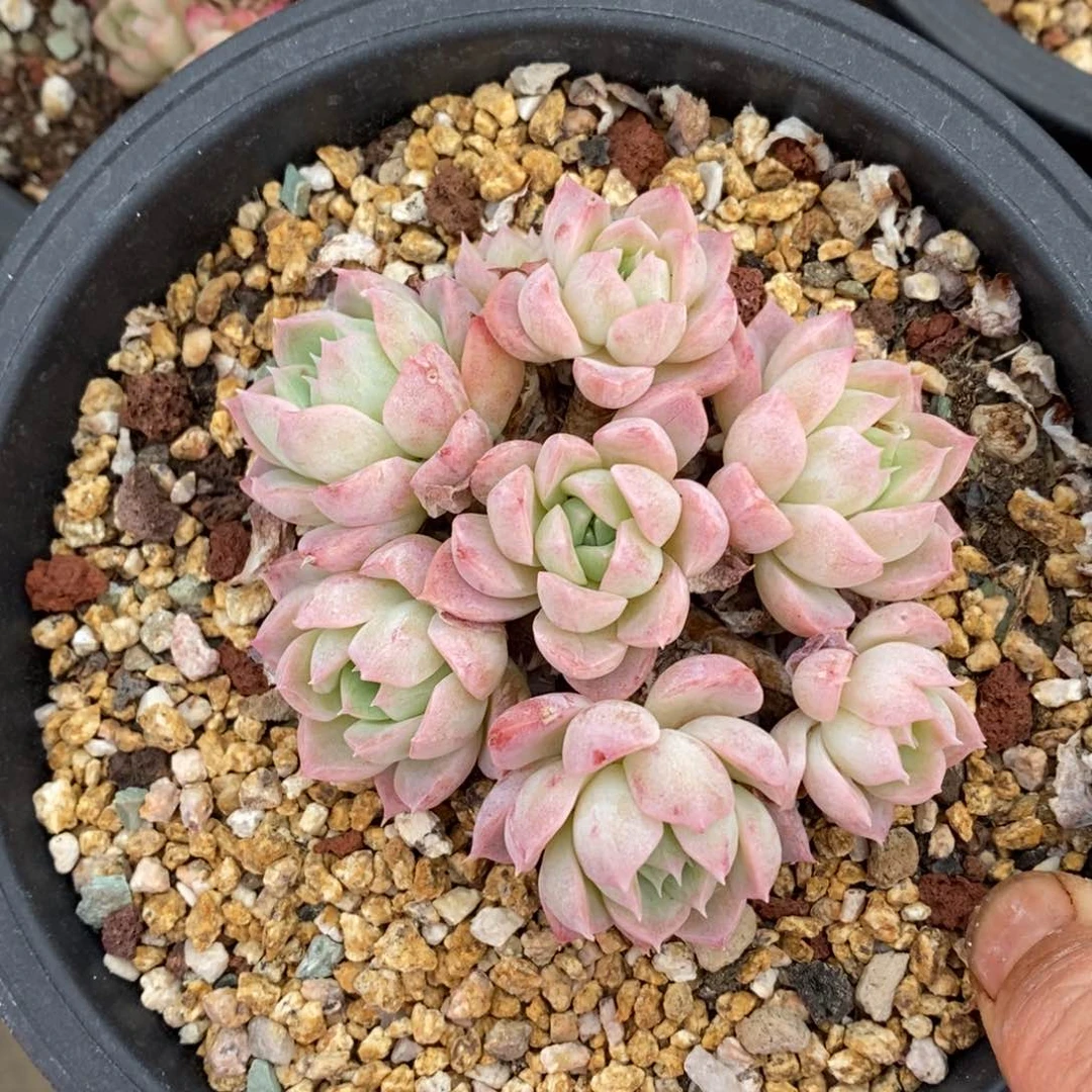 精品多肉一物一拍不包整86