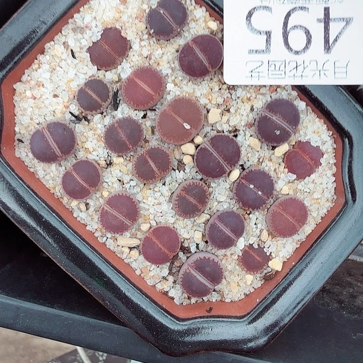 哈哈笑了好喜欢啊495是