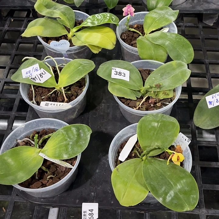 当前无花栽培后可以开花383叶黄烂根裸根发货任何理由都不售后