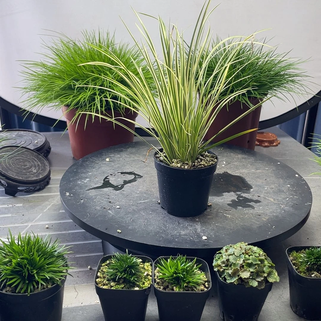 无花朵菖蒲金凤凰