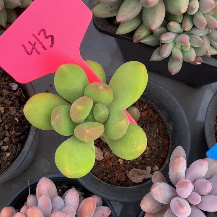 多肉植物627273737