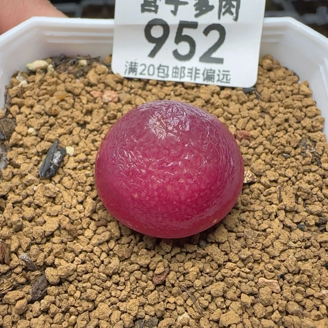 灯泡.4带盆土409。