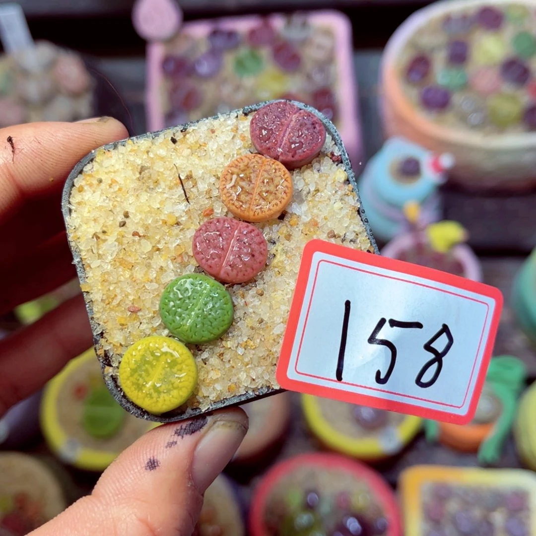 158生石花带盆发1