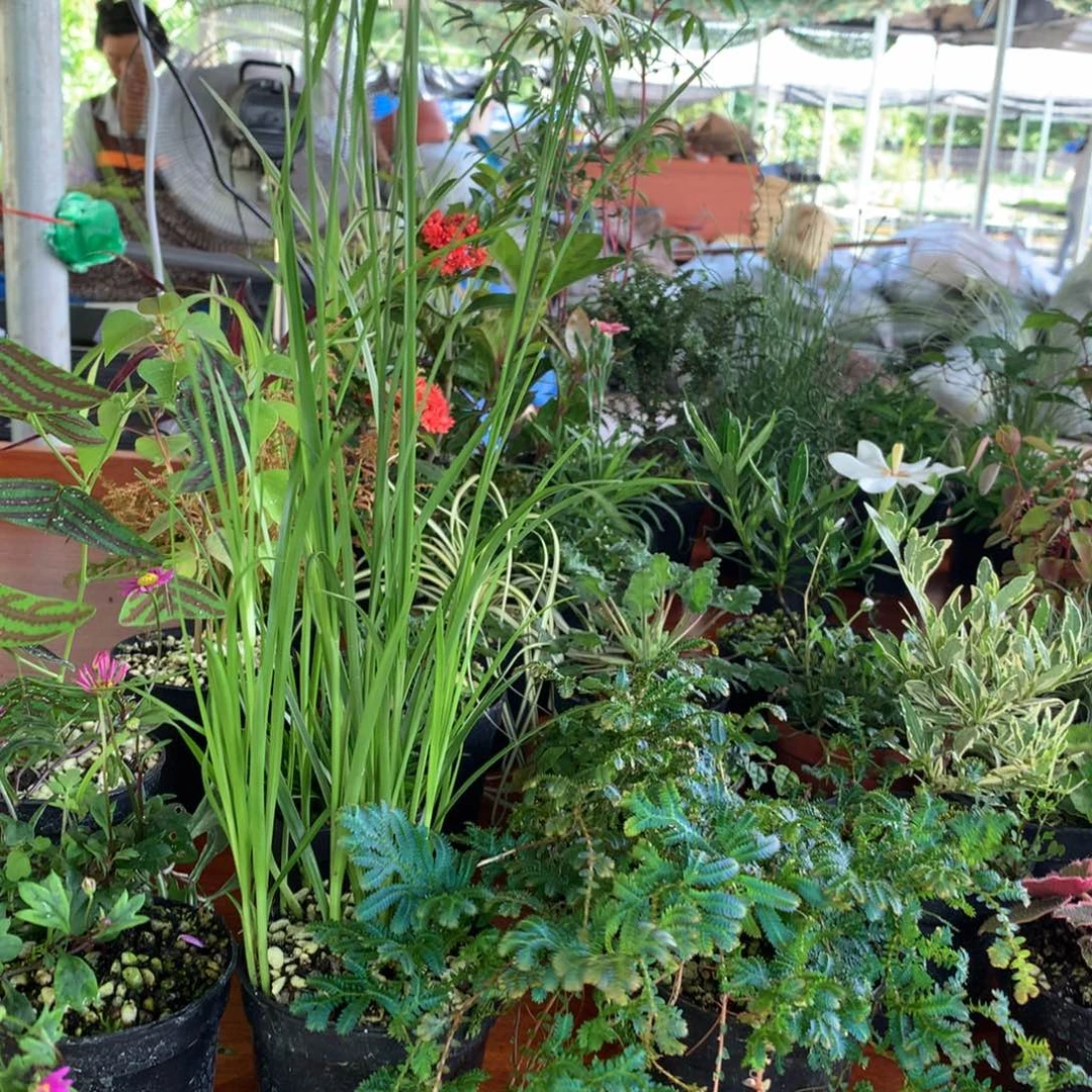 青***院当前无花朵，栽培后可花朵34