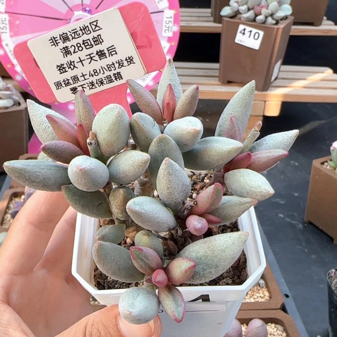 654白糖豆多肉植物