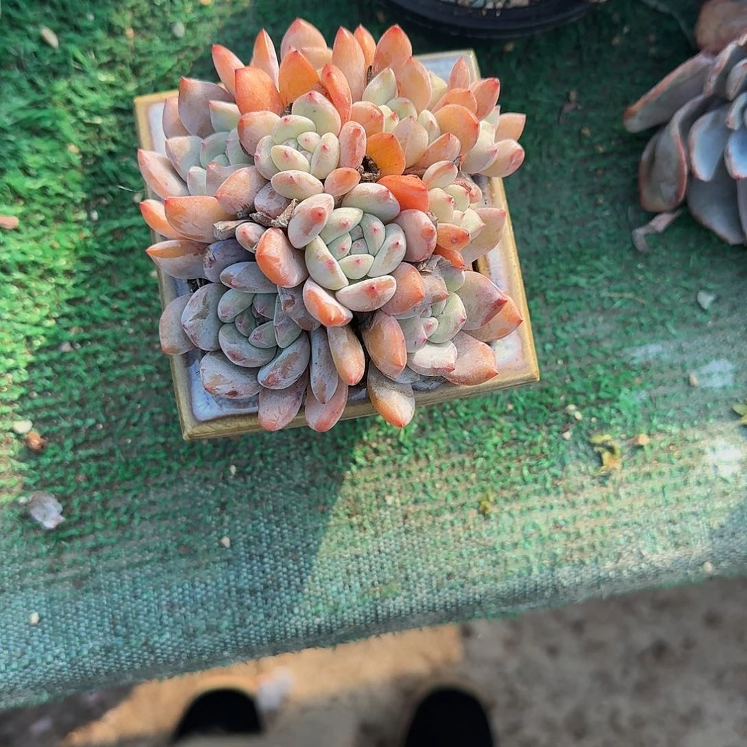十头小脸星影带盆发货