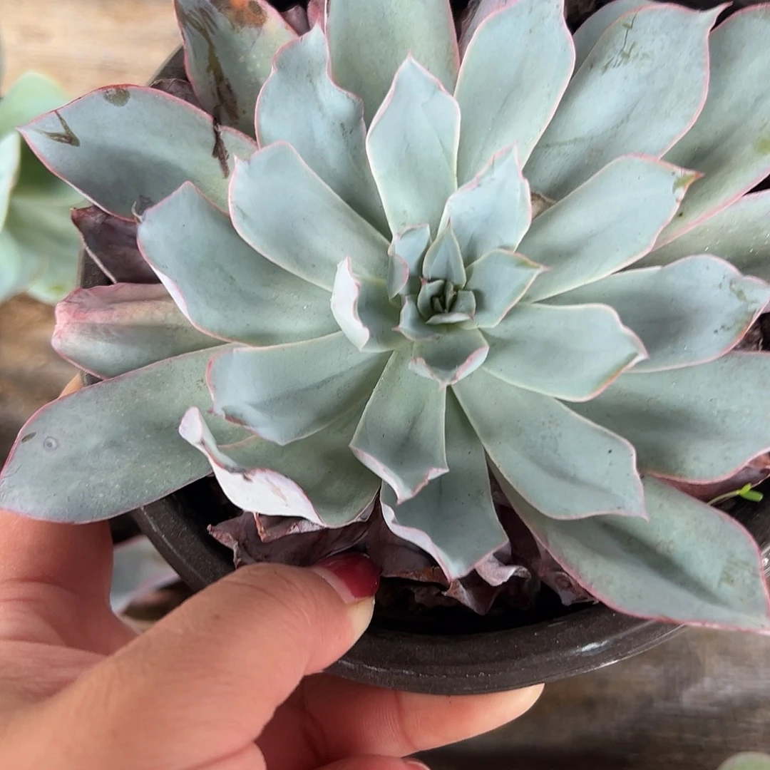 多肉植物多肉植物