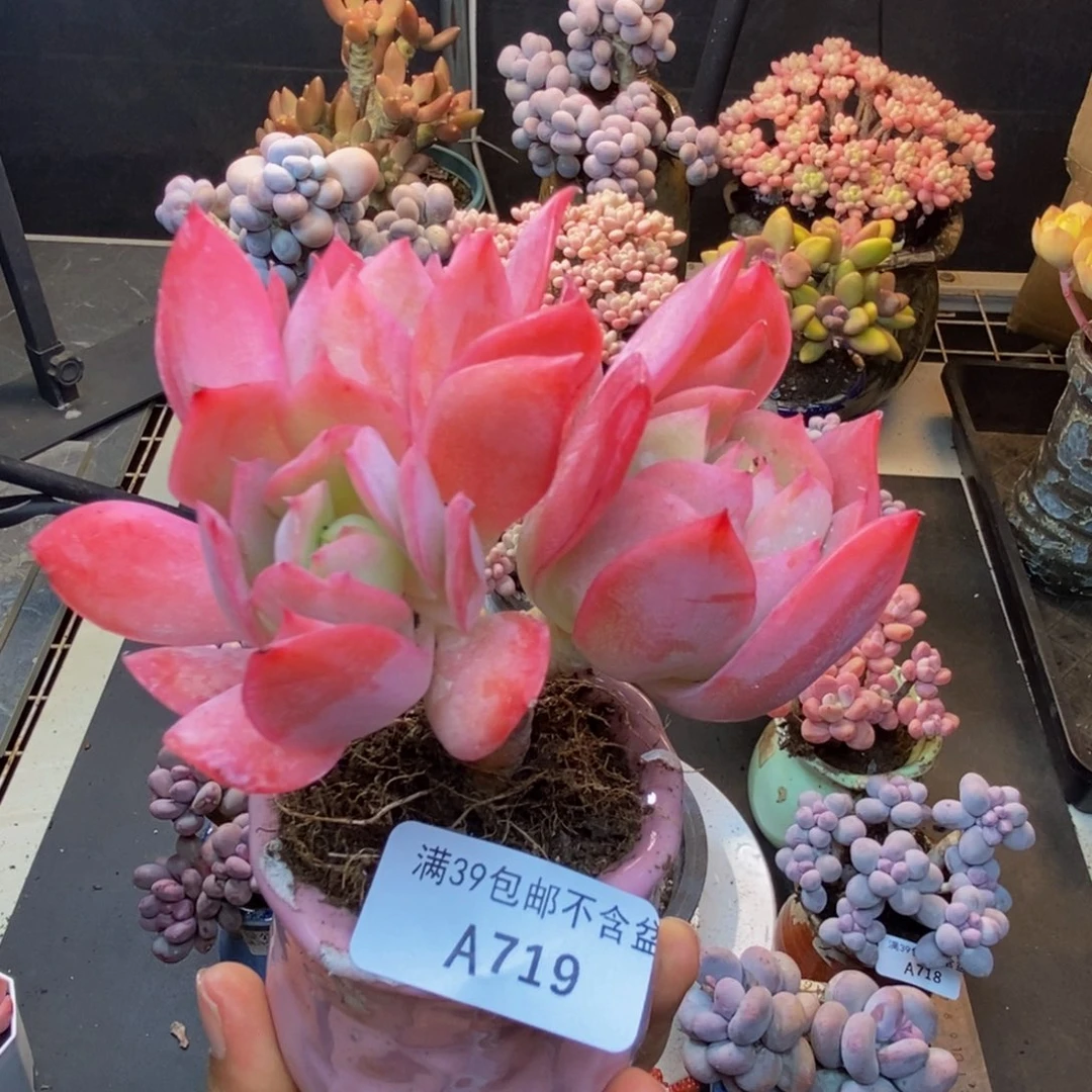 719琦罗多肉肉7c m