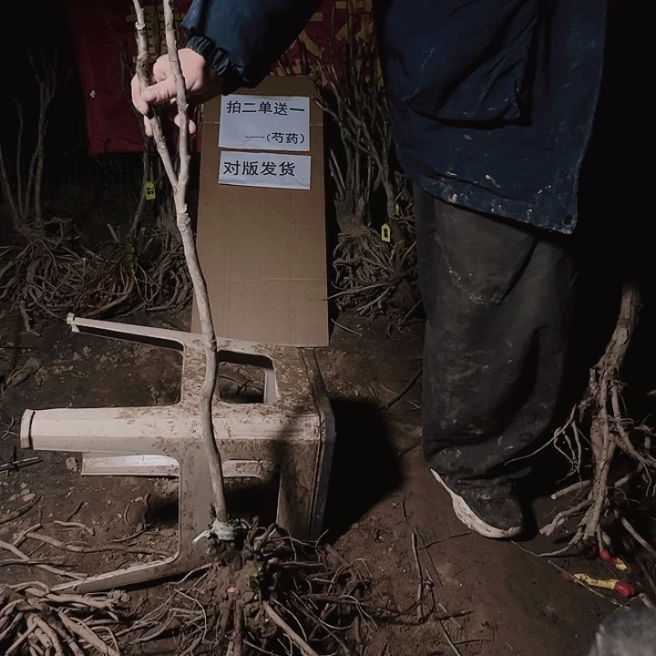 当前无花栽培后可以开花首案红