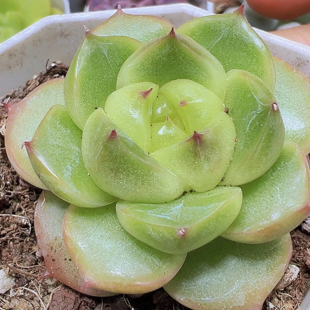 灯泡珍妮19包邮也哦肉植物