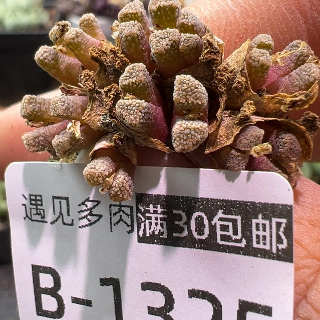 多肉植物1111111111111