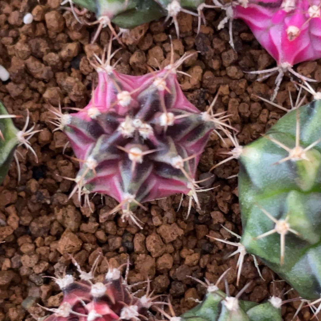 当前无花朵，栽培后可花朵粉臀黑背