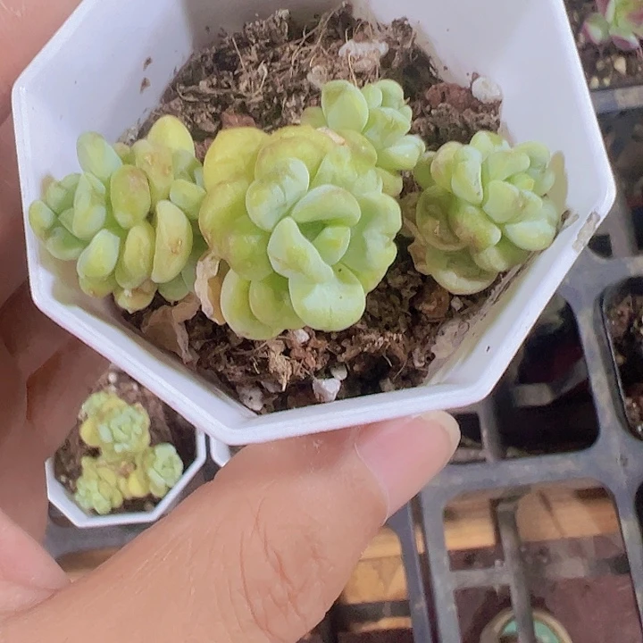 阳光玫瑰精品多肉植物大战