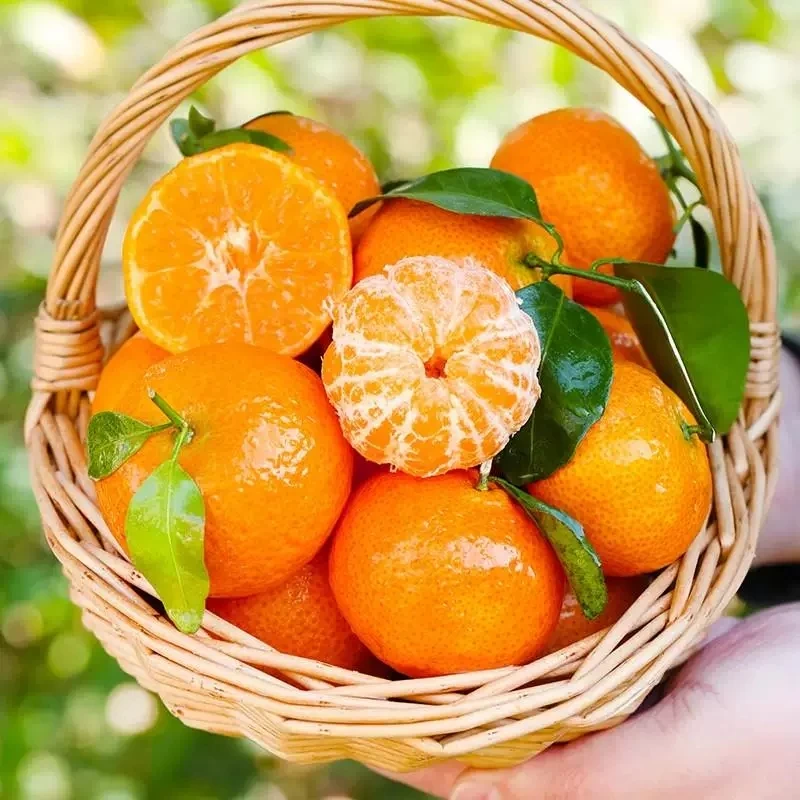 沙糖桔2.3公斤一筐-乌鲁木齐石河子五家渠昌吉京东包邮