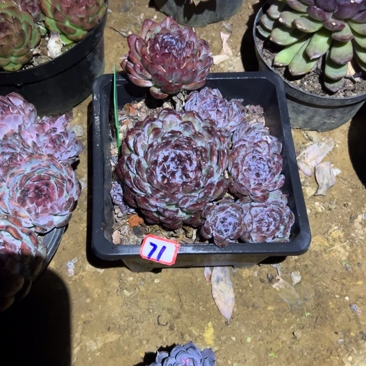 露***露精品多肉植物老桩