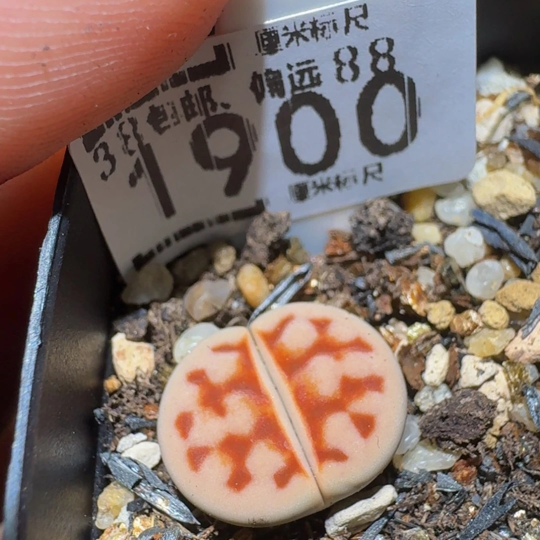 Ssss精品生石花1900