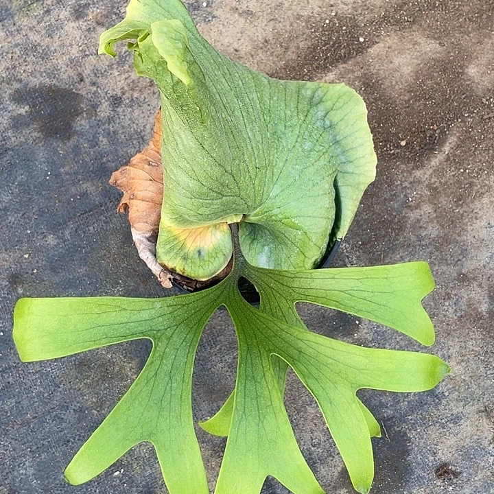 无花朵皇冠上板023