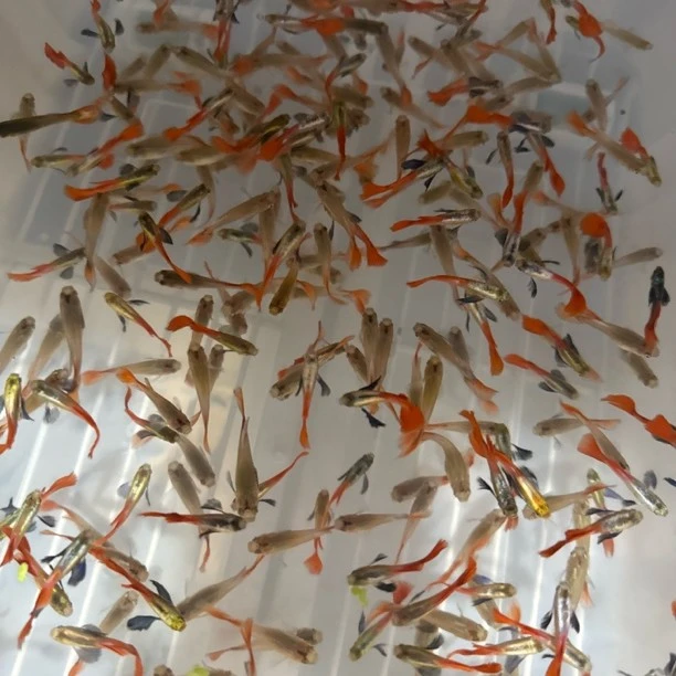 福利款白金象耳红尾孔雀鱼