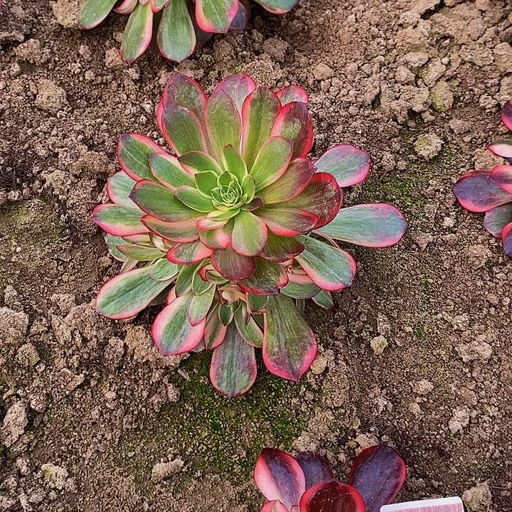 黑魔锦法师多肉1111