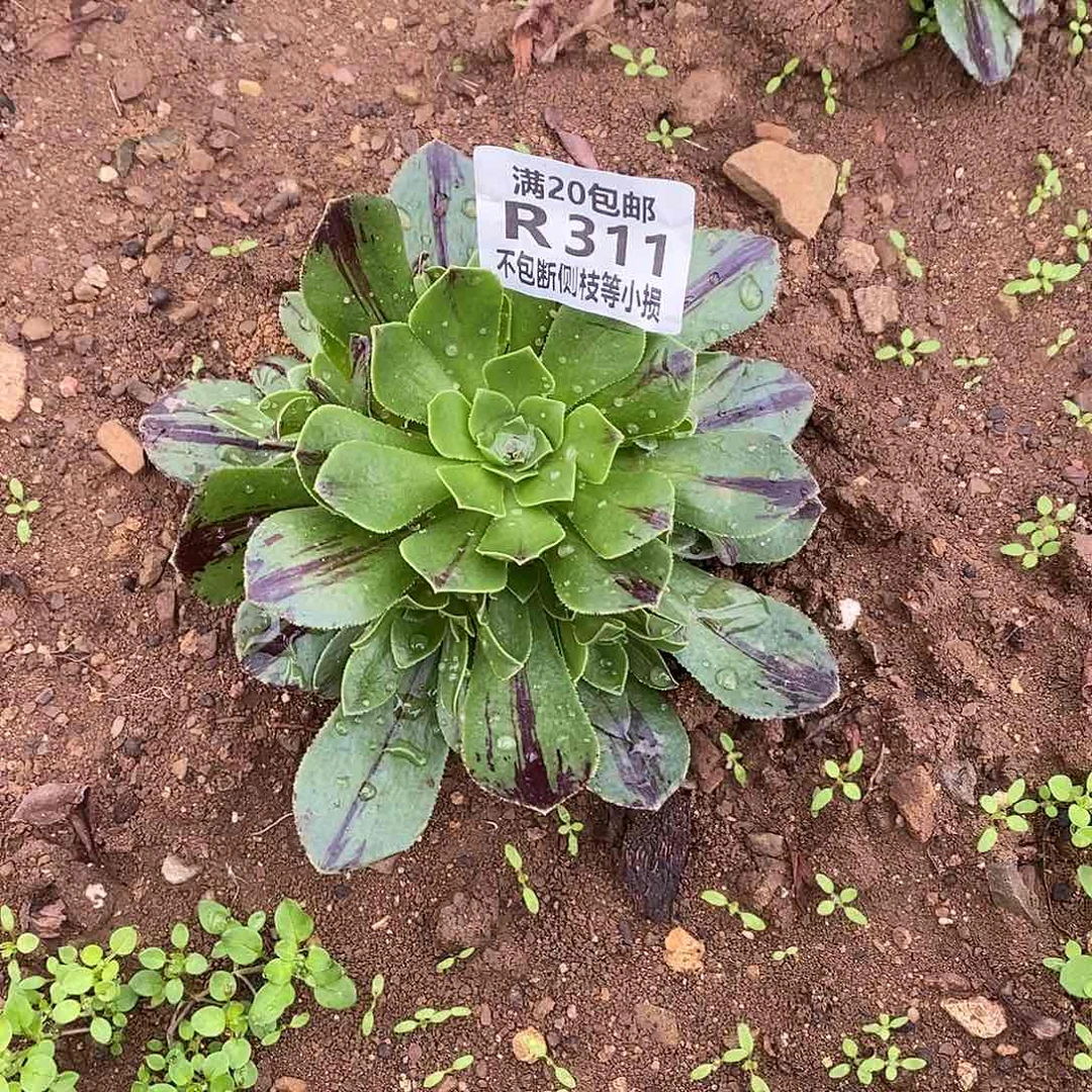 311碧火多肉法师锦量拍