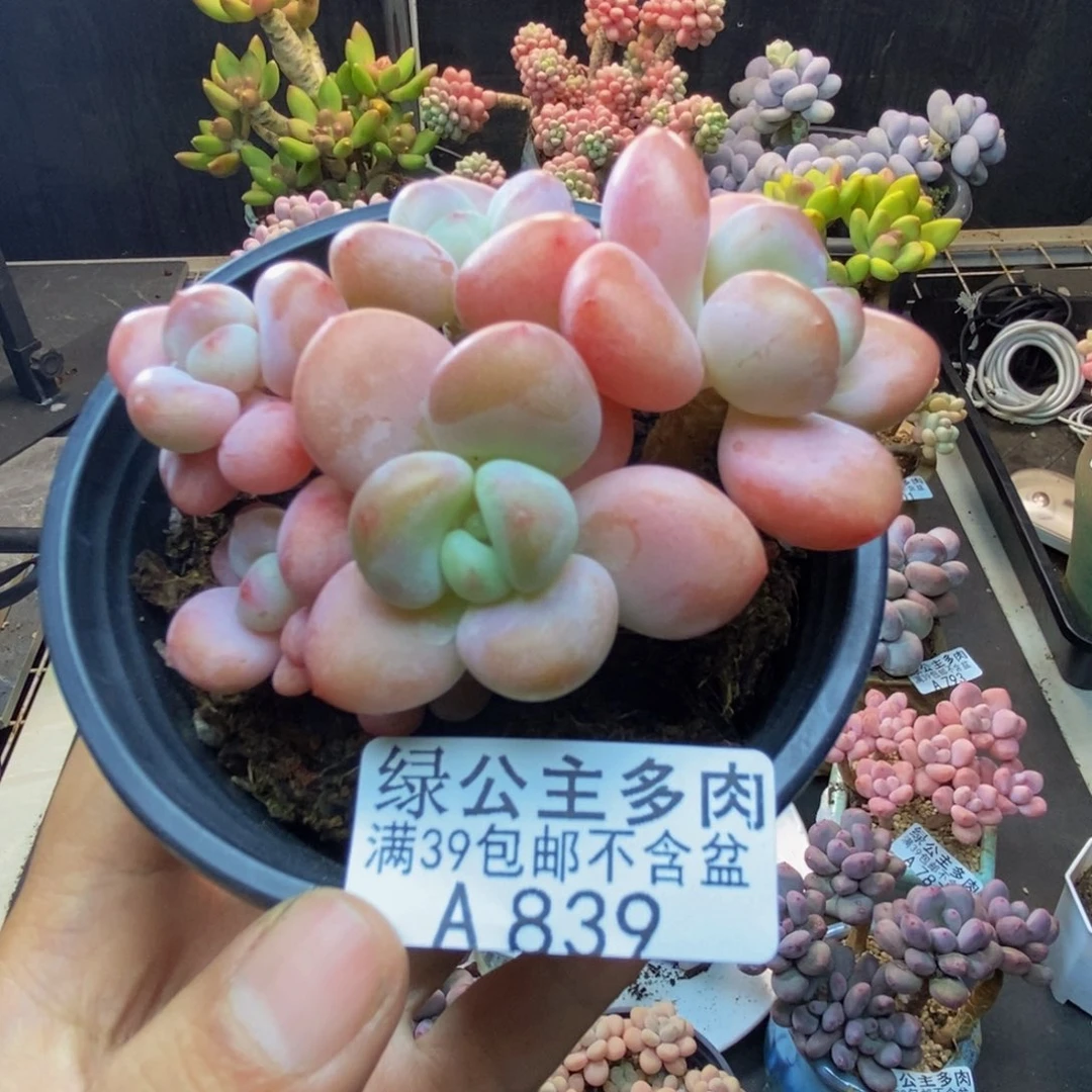 839樱花洛神多肉7c m