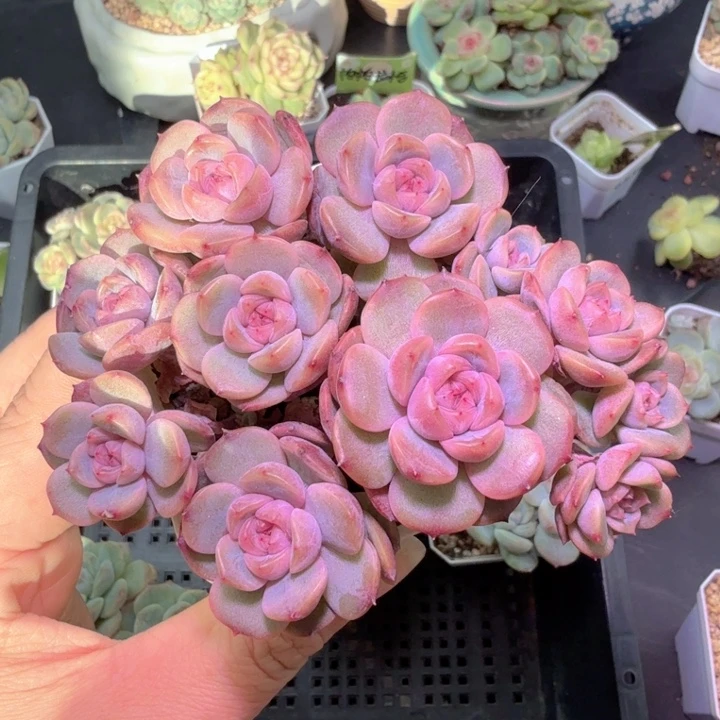 浮***云红色恋人多肉散群