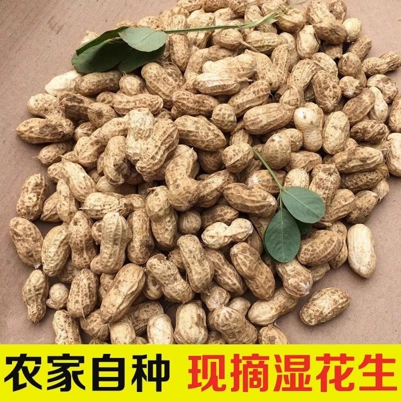 当季新鲜带壳湿花生农户自种现挖沙土地花生