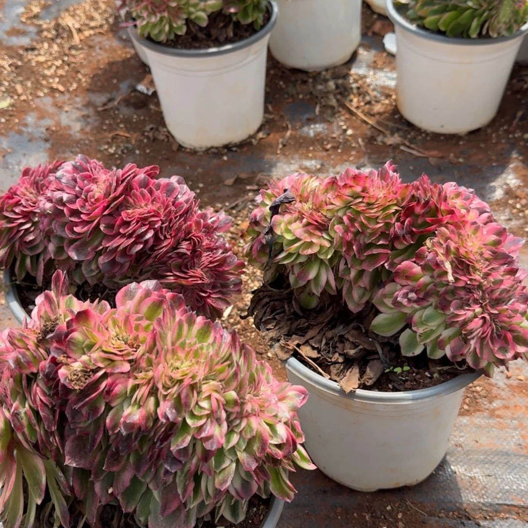 15.8荔枝缀啊啊啊啊啊啊啊