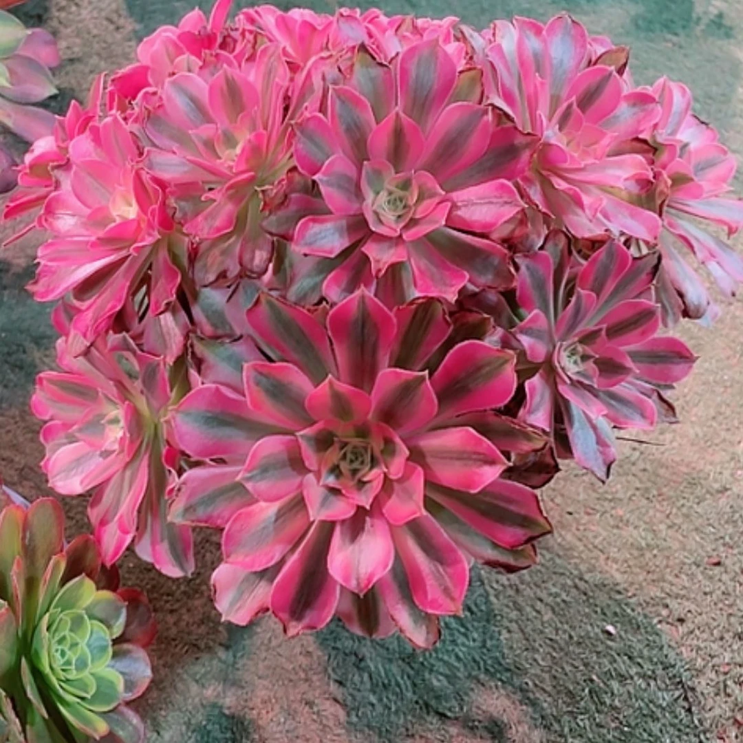 【闪购商品】法师好看也好，养粉女巫