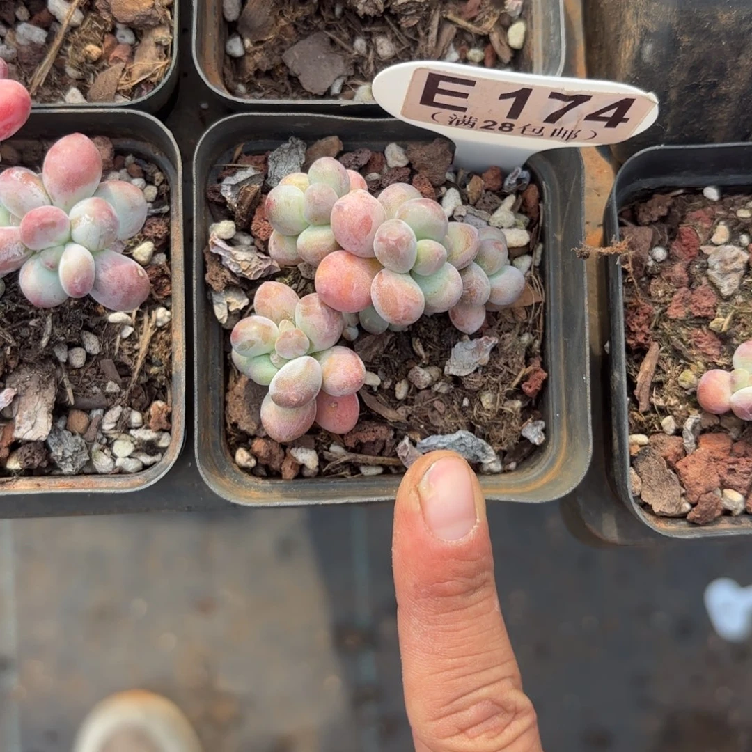 E174苹果奶一物语拍
