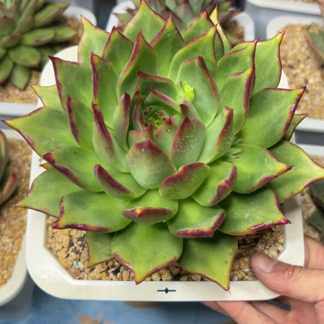 多肉植物一物一拍（72号）