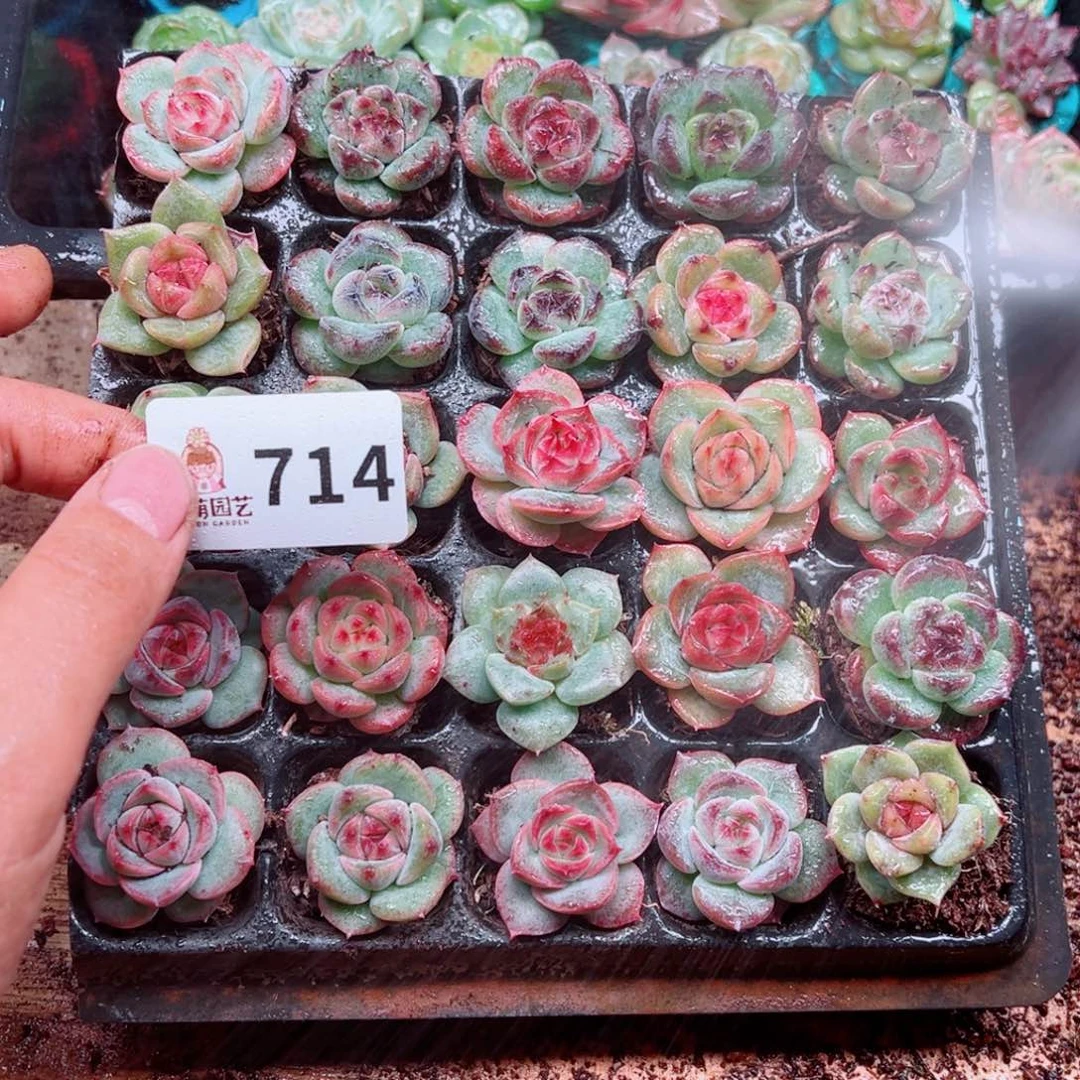 小***乖多肉植物多肉植物