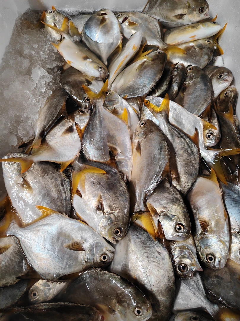 湛江本港  小金鲳鱼  3斤  一斤4条左右  顺丰发货