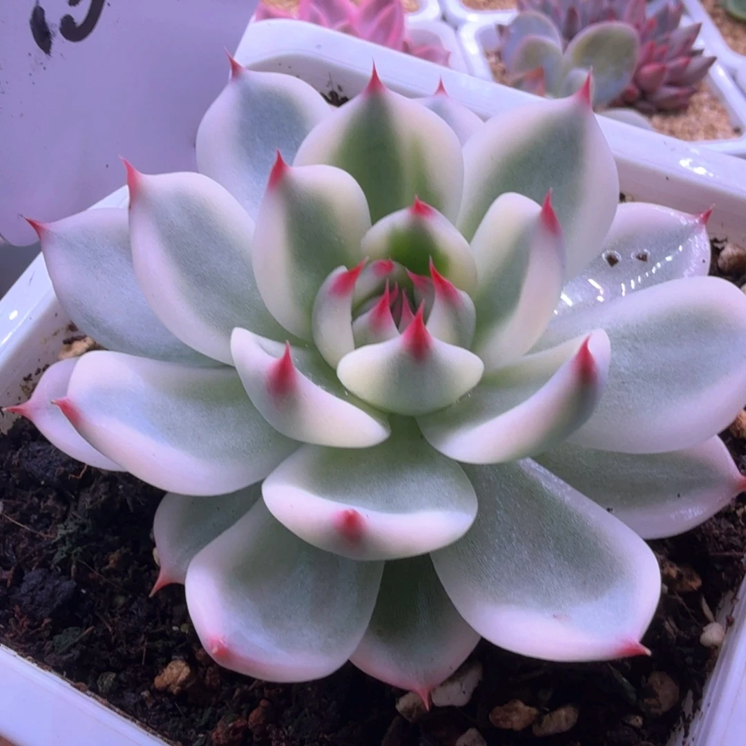 吉娃娃锦 多肉植物10