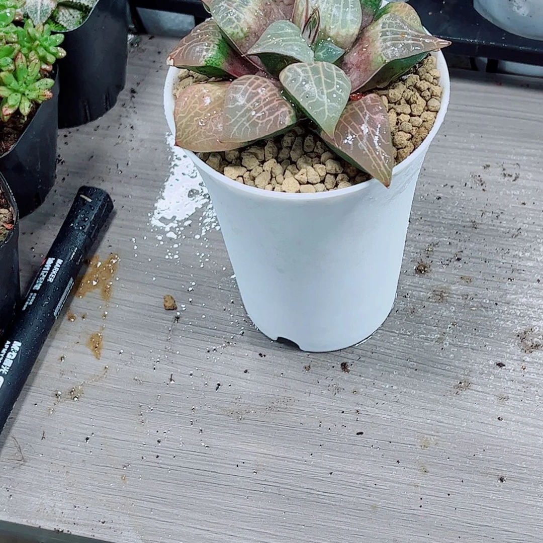 粉色玻璃一勿一拍