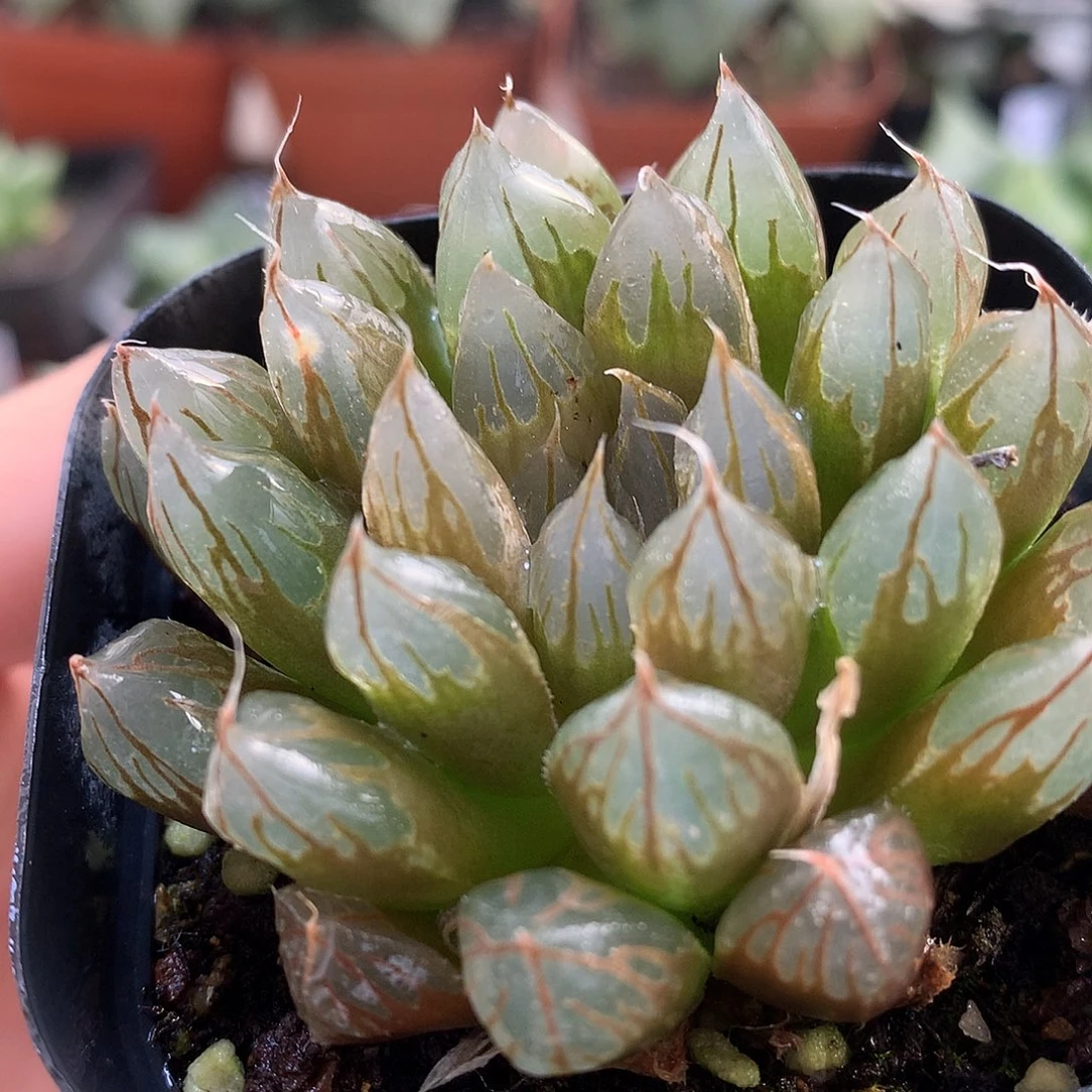 胭脂玉露带盆土发货tul