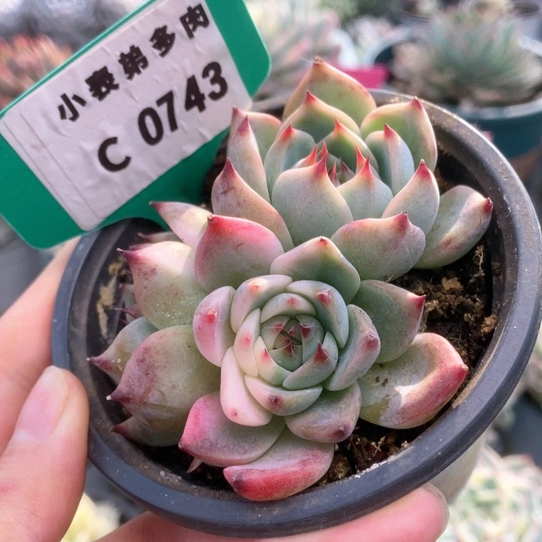 743锦锦锦锦锦锦锦