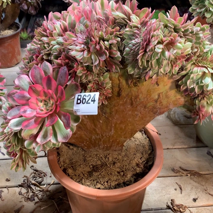 624荔枝缀多肉法师