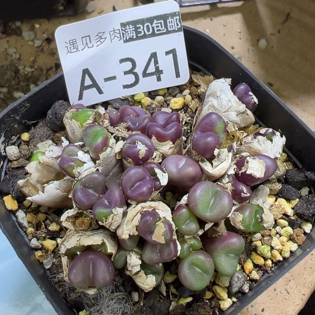 多肉植物111111111111