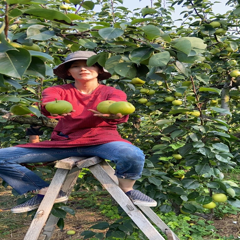 砀山青皮蜜梨农家果园现摘现发（泗阳实话实说专属链接）