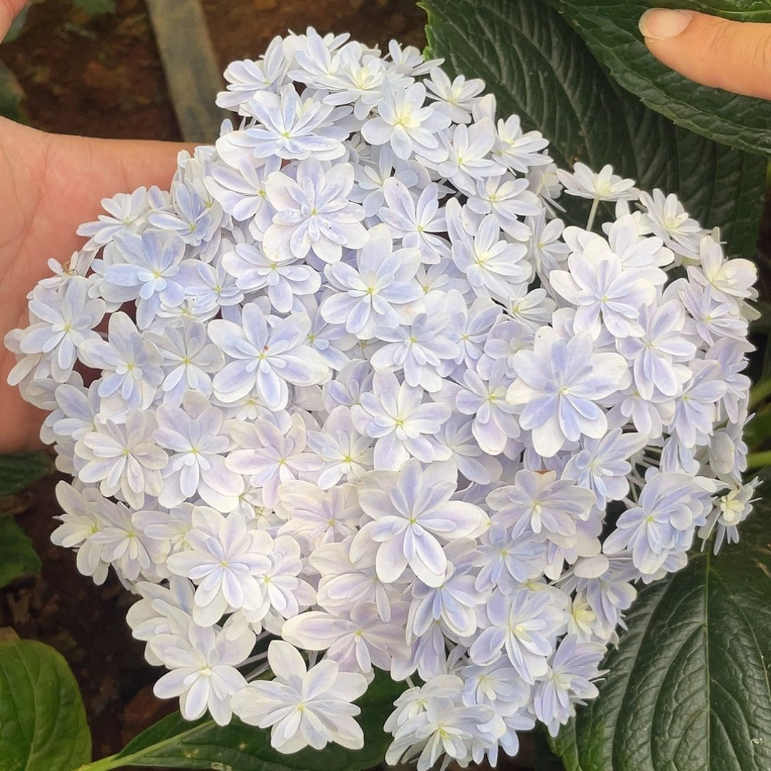 绣球切花一物一拍3枝包邮，短31