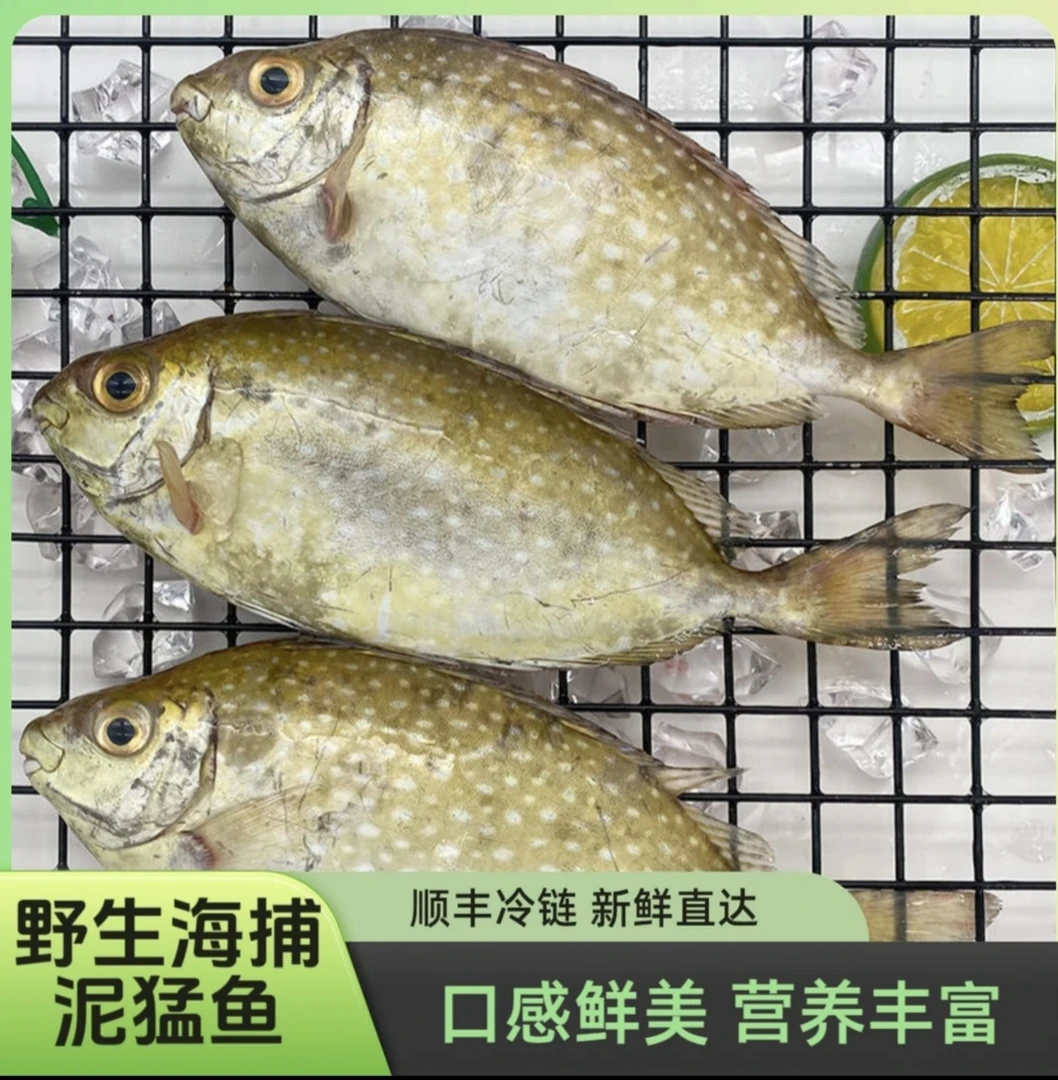 野生新鲜泥猛鱼    口感鲜美   顺丰包鲜到家