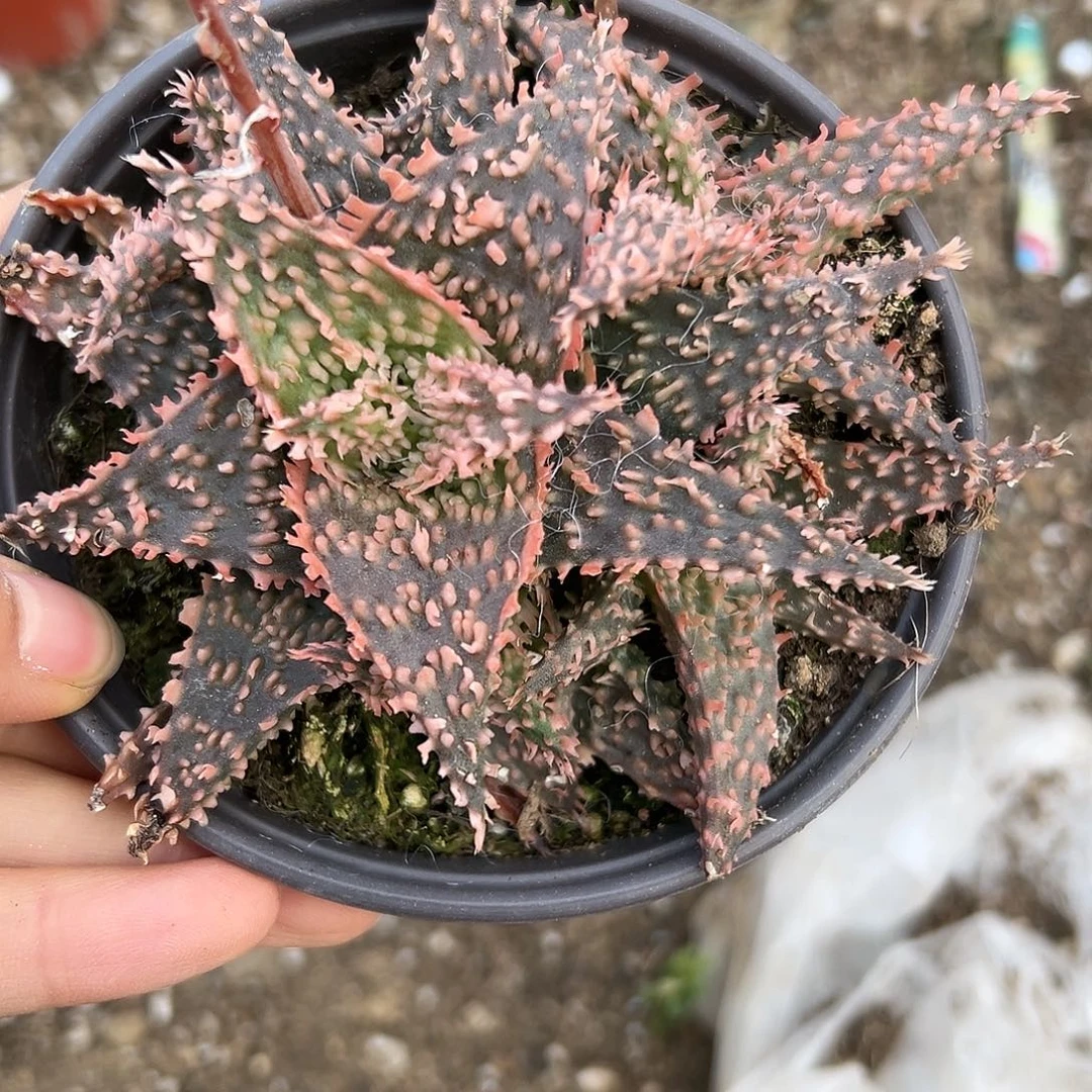 芦荟多头小心翼翼问我