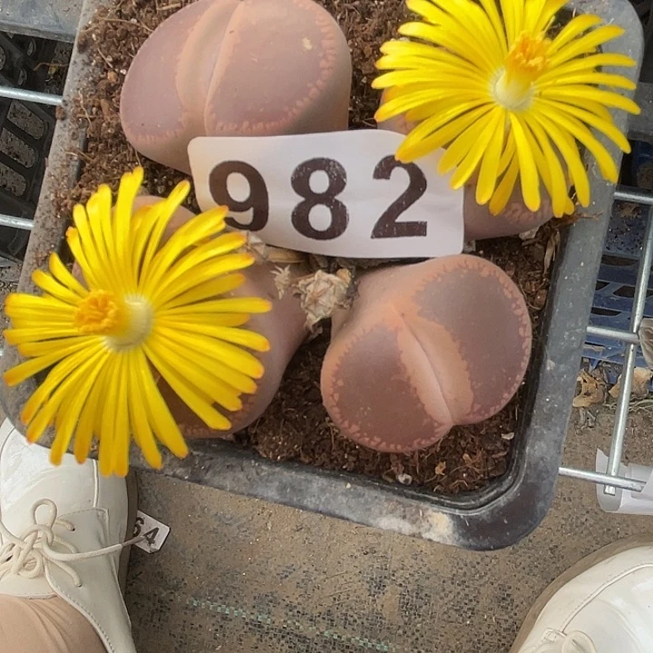 生石花一颗982一物一拍