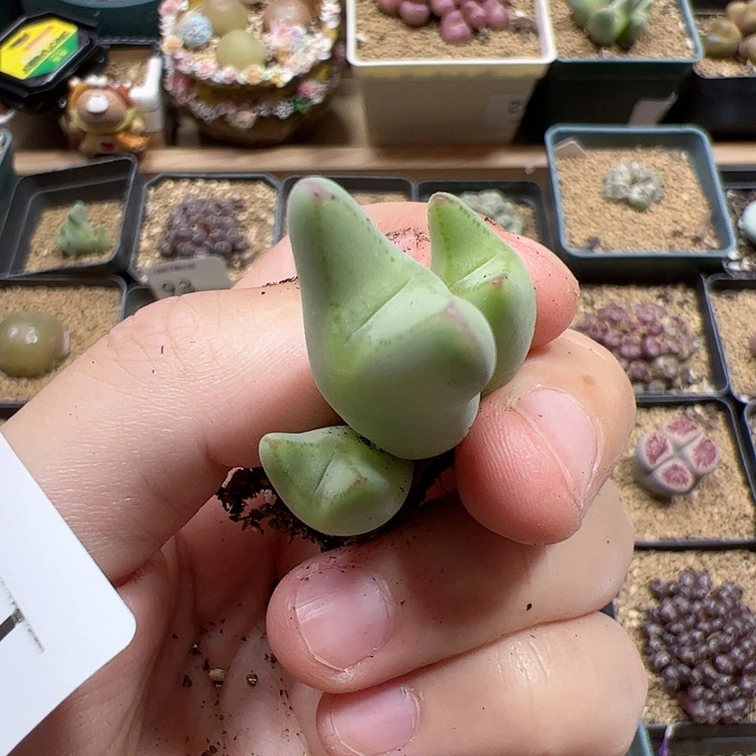 【闪购商品】121 皮卡丘