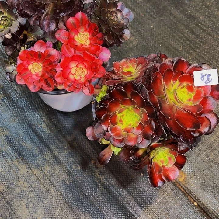 为**醉88多肉植物植物植物植物