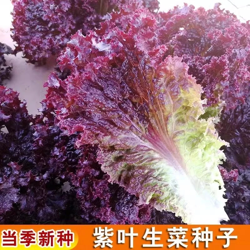 紫生菜种子种籽 沙拉红叶紫叶紫色阳台盆栽四季蔬菜孑籽种看易活