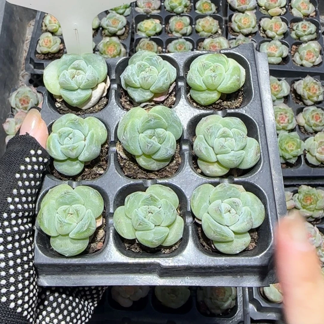 4小脸圆叶翡翠湖泊出心9颗