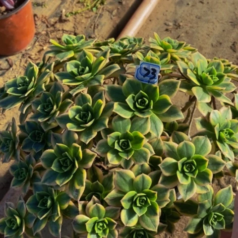 星爆朵朵多肉植物73多肉