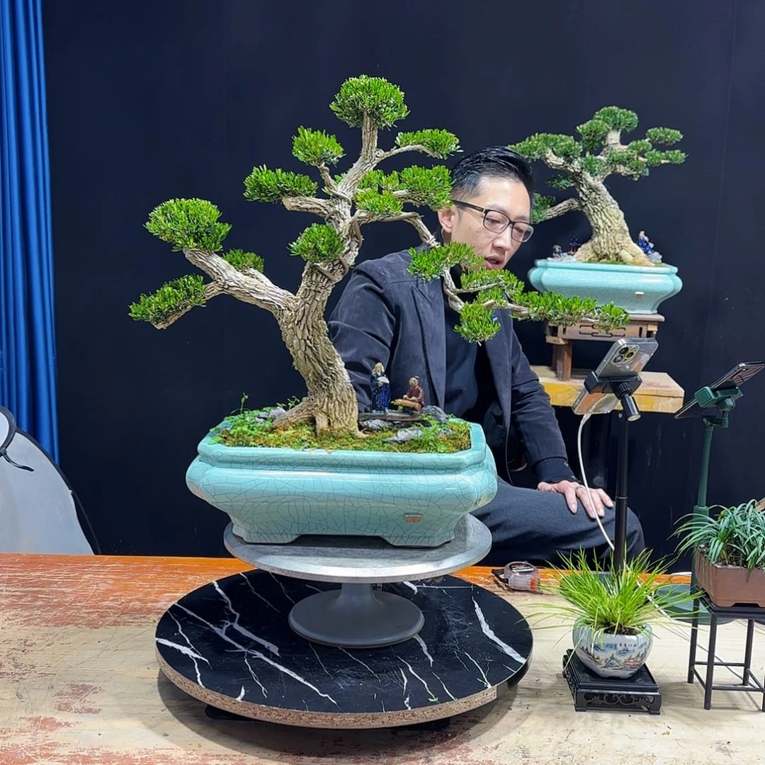 黄杨室内室外盆景艺术